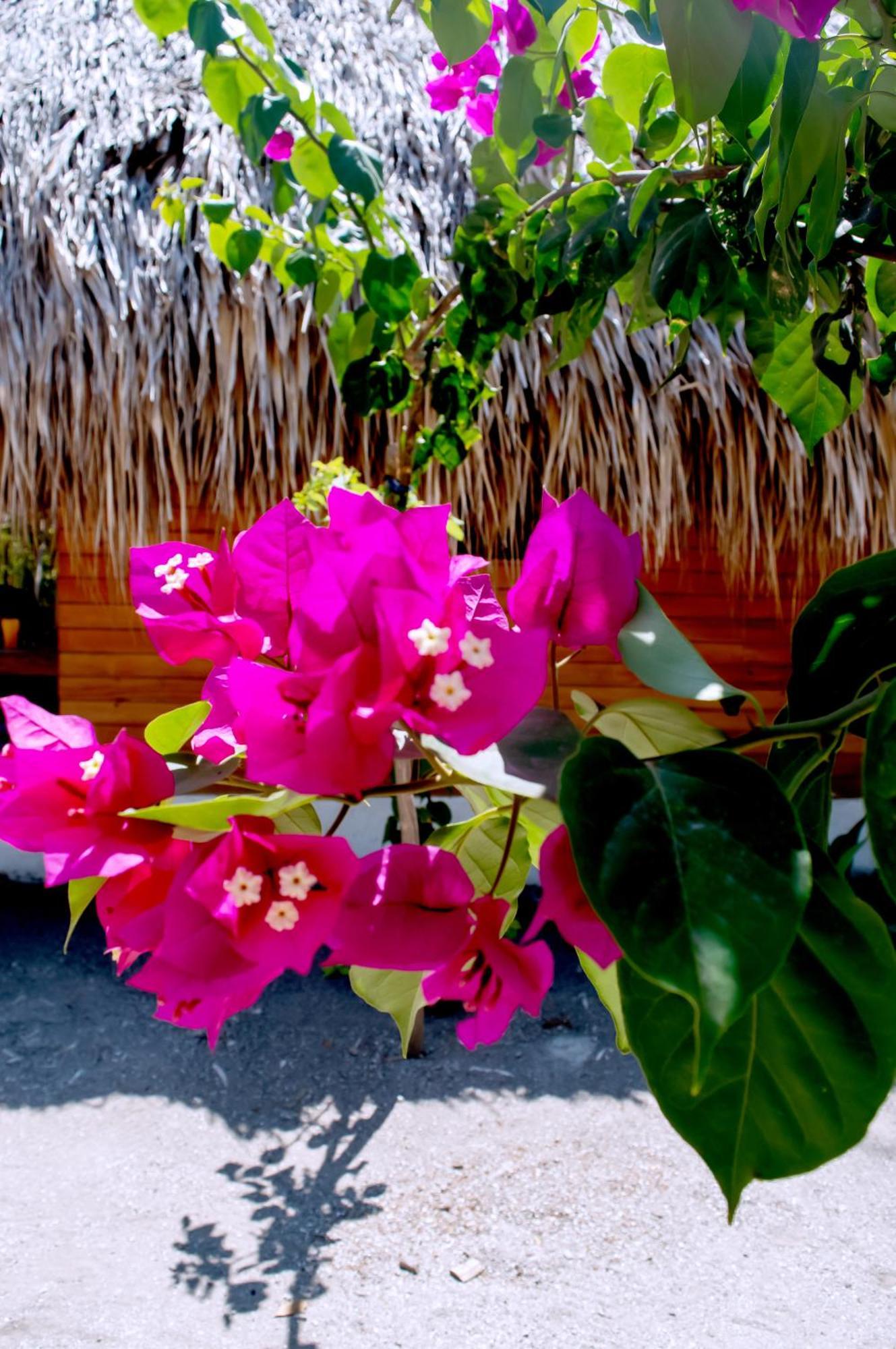 Palma Plata Islas Del Rosario อีสลากรันเด ภายนอก รูปภาพ